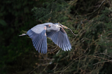 Great blue heron