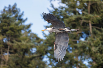 Great blue heron