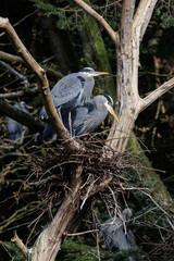 Great blue heron nesting
