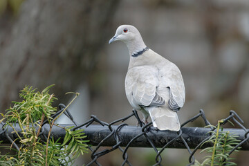 Eurasian collared dove