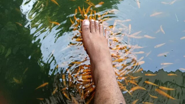 Osteochilus vittatus is a fish species that displays behavior suitable for therapy and pedicures. When placed in a pool, these fish have a tendency to gather around human feet. 