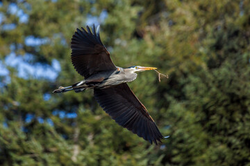 Great blue heron
