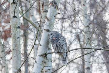 Barred Owl bird