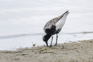 Black bellied Plover