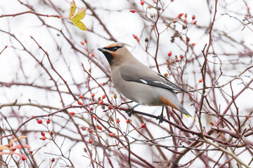 Bohemian Waxwing bird