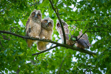 A long-eared owl in the Czech Republic