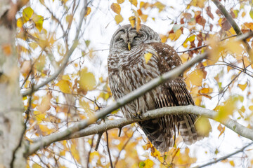 Barred Owl bird