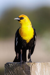 Yellow headed blackbird