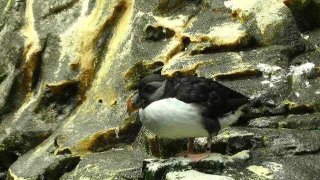Atlantic puffin (Fratercula arctica)