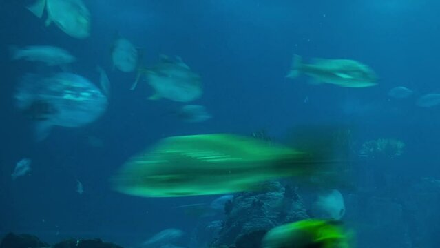 Oceanarium with many different species of fish
