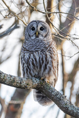 Barred Owl bird