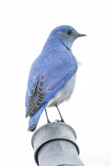 Mountain bluebird bird