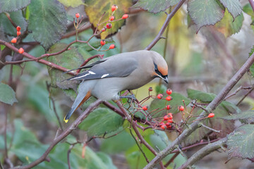 Bohemian Waxwing bird