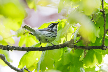 Black throated gray warbler