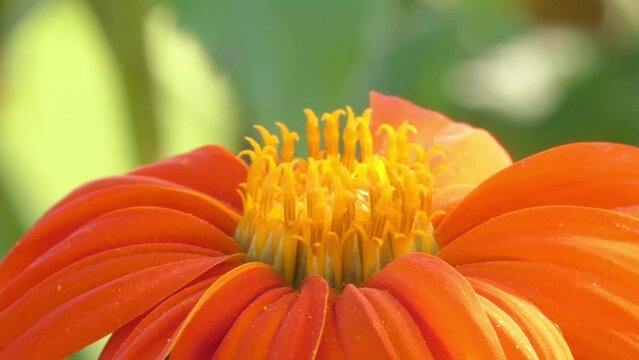 Bumblebee on flower calendula