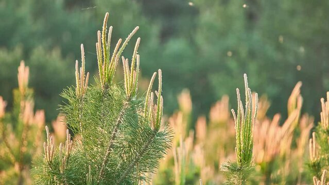 Pinus mugo, known as bog pine, creeping pine, dwarf mountain pine, mugo pine, mountain pine, scrub mountain pine, or Swiss mountain pine, is conifer, native to high elevation habitats