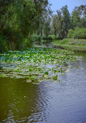 Xochimilco's picturesque canal. Lush greenery, calm waters, and a radiant sun make for an idyllic setting, perfect for a peaceful getaway