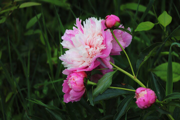 Peony branch in a field