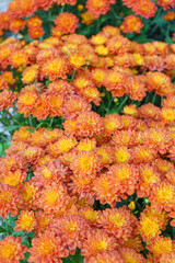 Fresh bright blooming orange korean garden chrysanthemums bushes Sarlat in autumn garden outside in sunny day. Flower background for greeting card, wallpaper, banner, header.