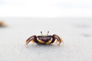 Cangrejo paseándose por las playas mediterráneas de Valencia (Playa de Xeraco)
