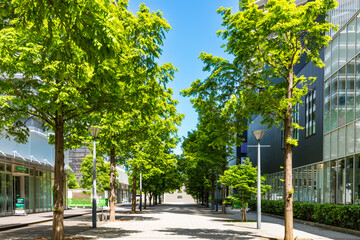 (神奈川県ｰ風景)みなとみらいオフィス街の街路樹３