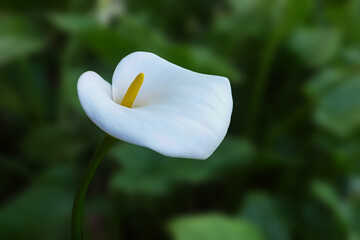 Beautiful white calla lily blooming in spring