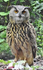 Eurasian Eagle-Owl (Bubo bubo), a bird native to Asia and Europe, standing in a green forest