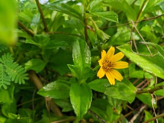 Beautiful yellow wild flowers, photo taken in the morning