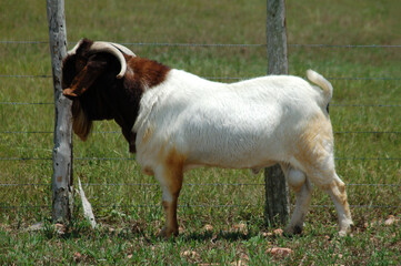 Great and rustic Boer goat breeder released on the farm's green pastures
