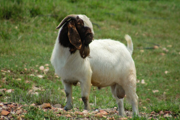 Great and rustic Boer goat breeder released on the farm's green pastures