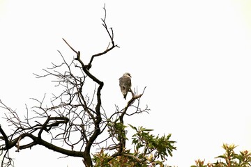 Black-winged kite on dry tree branch 