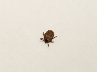 Ixodes ricinus, the castor bean tick, is a chiefly European species of hard-bodied tick. Female.