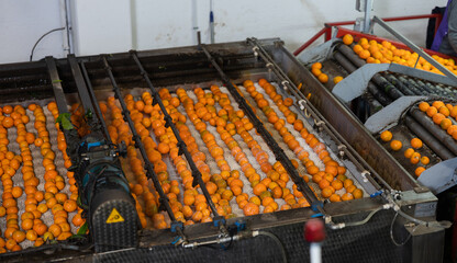 Process of cleaning citrus fruits in sorting factory. Freshly harvested ripe tangerines going...
