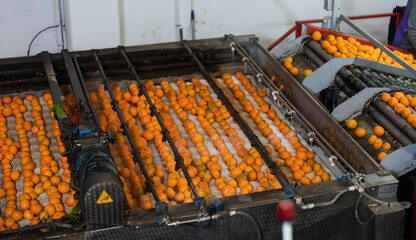 Process of cleaning citrus fruits in sorting factory. Freshly harvested ripe tangerines going through washer machine with soft roller brushes thoroughly washing skin with foam detergent.. © JackF