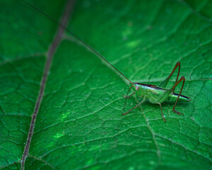 grasshopper on a leaf