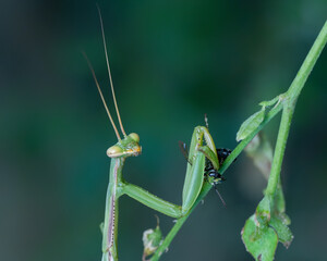 praying mantis on green leaf