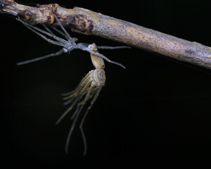 Naklejka premium spider on a branch