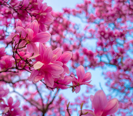 Pattern with blossom brunch of Magnolia. Magnolia pink blossom tree flowers, close up branch, outdoor. Blossom magnolia flower.
