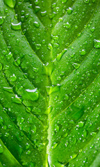 water drops on leaf