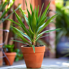 Sunny Exposure Greenish Splendor: A Care Guide for Thriving Yucca Plant in Terra-cotta Pot