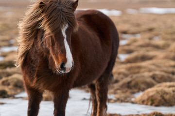 Icelandic brown horse in frozen field with long mane