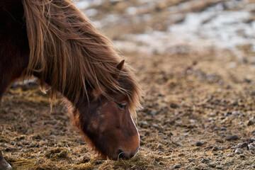 Closed view Icelandic horse eating grass