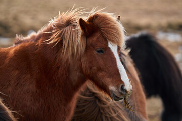 Brown Icelandic horse eating grass with wind blown bangs