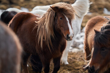 Icelandic brown horse with long blonde mane and white line face