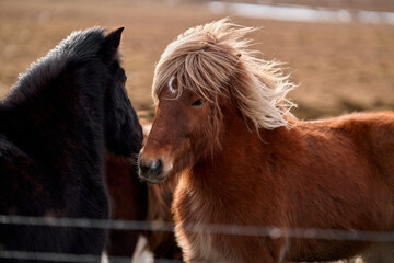 Icelandic brown horse with long blonde mane blown by the wind next to another black horse