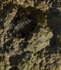 Acanthopleura haddoni, tropical species of chiton. The fauna of the Red Sea. A marine molluscs on a rock.
