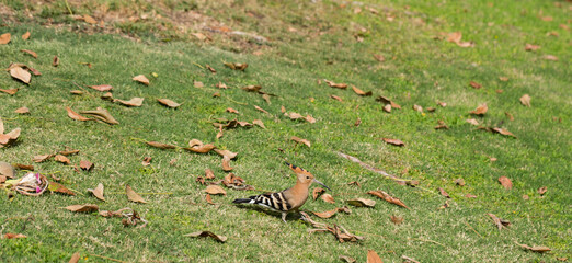 The Eurasian hoopoe (Upupa epops). A wild bird forages for food on a green lawn.