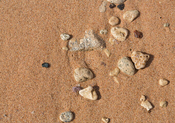 The coastline of the Red Sea. Sand, pebbles, corals, fossils. Background with a marine theme.