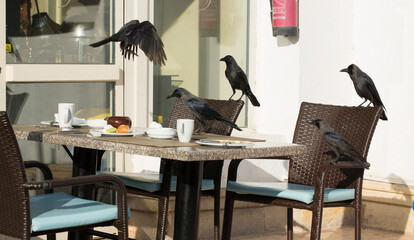 House crow (Corvus splendens), also known as the Indian, greynecked, Ceylon or Colombo crow. A bird...
