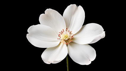 Fototapeta premium Beautiful flowers bring back memories.